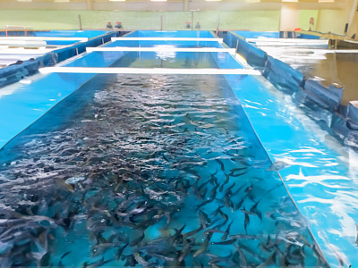 Employees of GC NPS, JSC's energy division released chum salmon smolts into the Barabashevka River in Primorsky Territory.